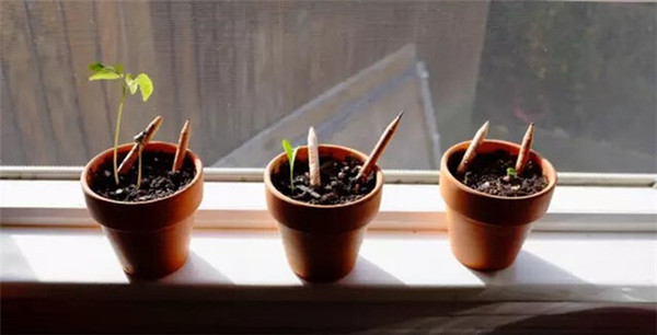 JUXU 8pcs/pack Plant Pencil Funny Wooden Ecology Drawing Pencils can be sprouted to grow Plantable herb Sprouting Plants Seeds For Kids Gift