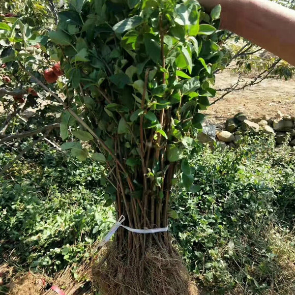 Wholesale Honeysuckle New Variety Beihua No. 1 Purchase High-yielding Tree-shaped Four Seasons Honeysuckle Seedlings in Pingyi, Linyi, Shand