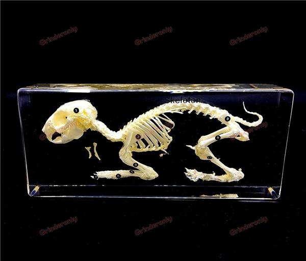 Real Rabbit skeleton Specimen in Acrylic traumatic pistol skeleton trauma medical instrument anatomy Anatomical Science Teaching