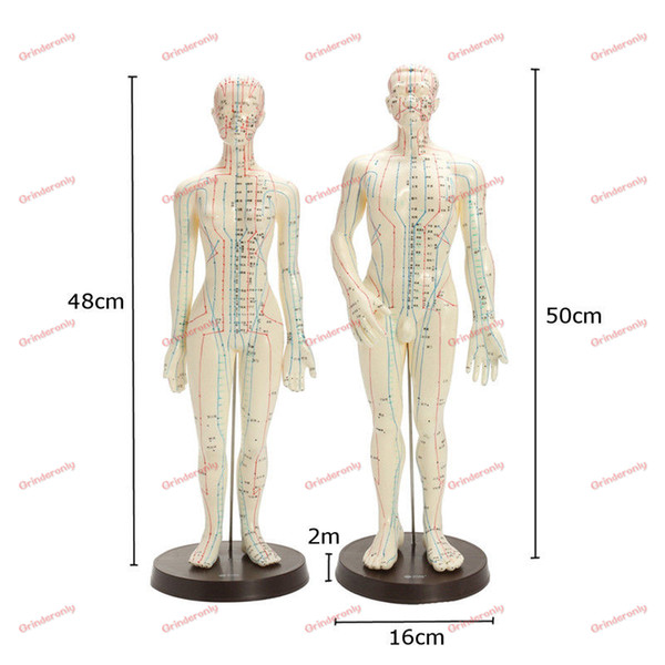 Male female/set Human Acupuncture Model, Height 20