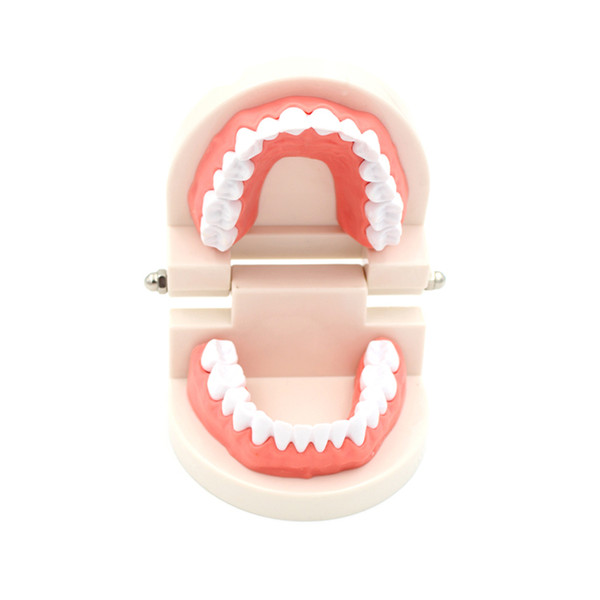 dental training demonstration education models