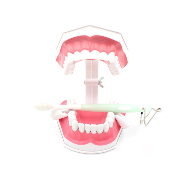 dental human teeth model