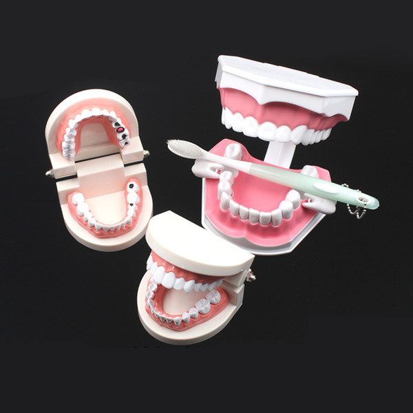 dental study teeth model