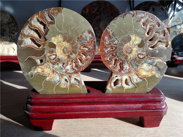 DHX SW split natural ammonite conch fossil stone mosaic mineral specimens healing crystal from Madagascar display artifacts