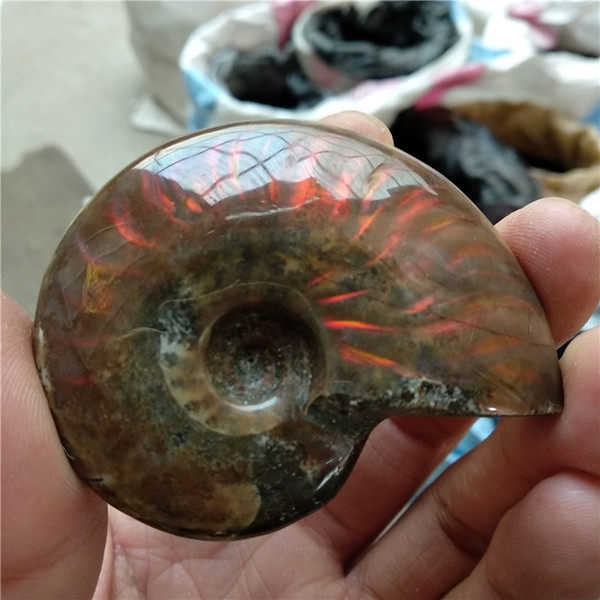 DHX SW natural colorful ammonite conch shell fossil healing gemstone specimens of Madagascar