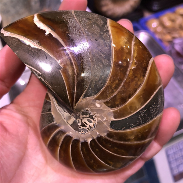 DHX SW 100% natural nautilus fossil mineral specimen pearly nautilus conch fossil nautiloidea healing from Madagascar