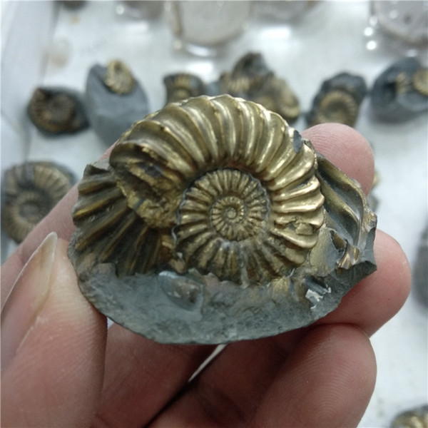 DHX SW natural germany's pyrite ammonite fossils iron pyritic ammonite fossils mineral specimen popular science collection