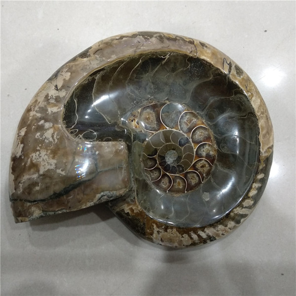 DHX SW huge natural beautiful ammonite shell Fossil ashtray Madagascar whole ammonite fossil specimen smoking hold