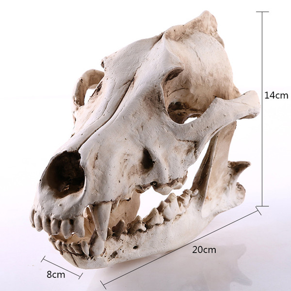 jackal wolf resin skull model teaching specimen art resin animal skeleton halloween birthday gift party home decor art craft bar