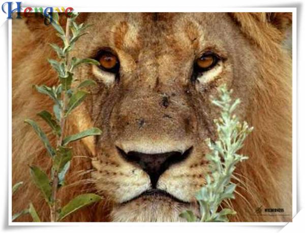 5D Diy diamond painting cross stitch kit rhinestone full square&round diamond embroidery animal lion home mosaic decor gift AA0350