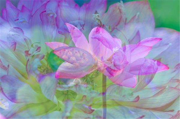 New DIY Mosaic Diamond Painting Cross Stitch kits pink flower Lotus full Resin round Diamonds Embroidery needlework Home Decor yx1212