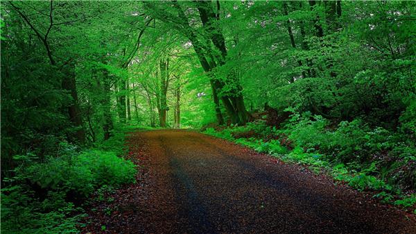 Diy diamond painting cross stitch kit rhinestone full round diamond embroidery landscape green forest road home mosaic decoration BB1278