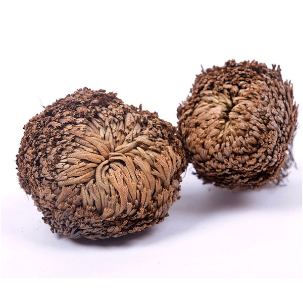 New Magic Resurrection Plant Rose of Jericho Dinosaur Plant Air Fern Selaginella Moss #61285