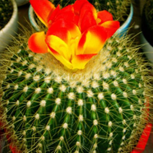 New Arrival 10pcs/lot mixed cactus Echinopsis Ball Cactus Perennial Succulent Plants office Mini plant succulent planting order<$18no track