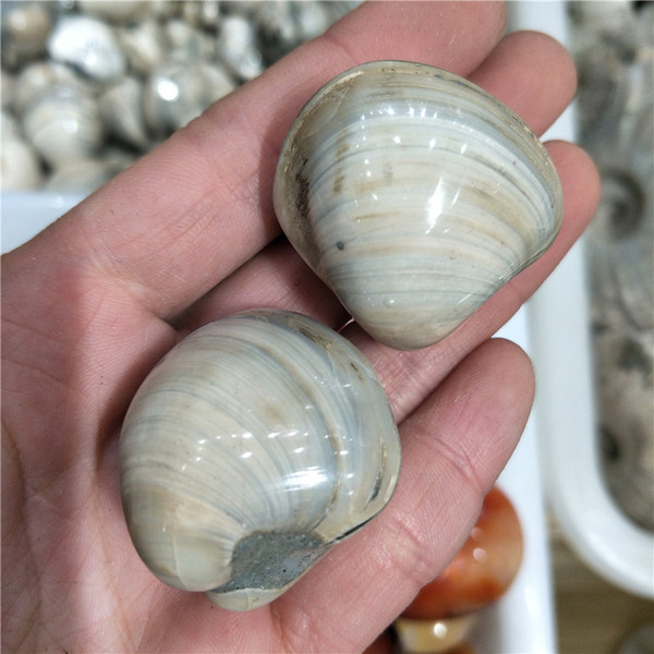 DHX SW 2pcs quality mussel shell fossil specimen and minerals madagascar scallop fossil clam fossil stone or minerals fish tank stones