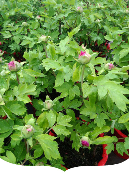 Chinese national flower Luoyang Peony Chinese traditional holiday supplies, Chinese traditional culture have a good meaning in China