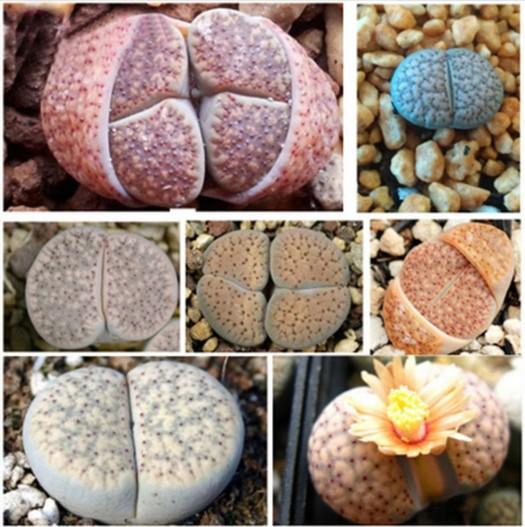 Lithops hallii plant flower ball home garden plants decor gifts living stone flower Fresh Real Lithops Aizoaceae Pseudotru Semillas