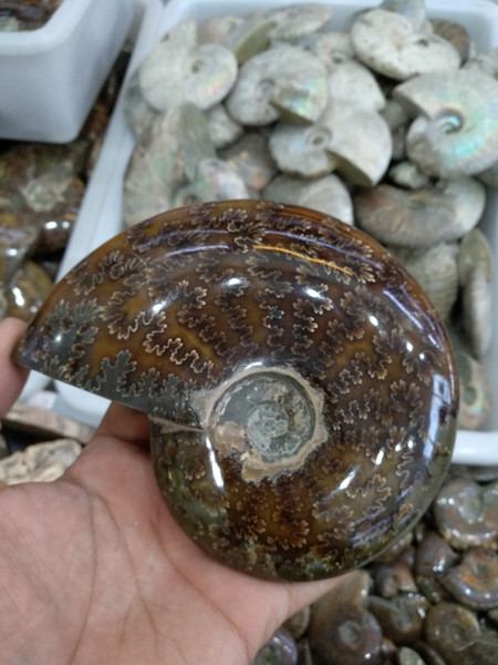 480 grams of natural Malagasy conch is the perfect setting for a family desk