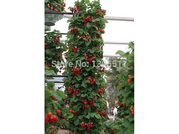 300 Climbing Red Strawberry Seeds very big and delicious ,Heirloom Vegetables and fruit seeds