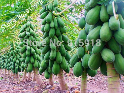 mini fruit potted bonsai 20 Papaya Tree Seeds,perfect fruit for your family,DIY home garden