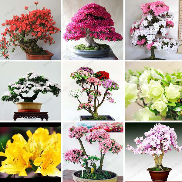 200 Pcs/bag Rare Bonsai 12 Varieties Azalea Seeds DIY Home & Garden Plants Looks Like Sakura Japanese Cherry Blooms Flower Seeds