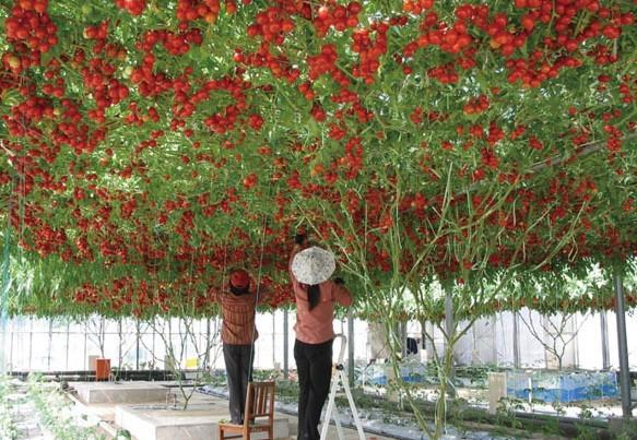 High-grade plants, 100pc large climbing tree tomato seeds, high-yield seeds bonsai fruit