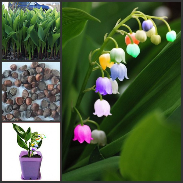 High-grade garden plants, 50 PC rare seven colourful bell orchid seeds, miniascape flower seed