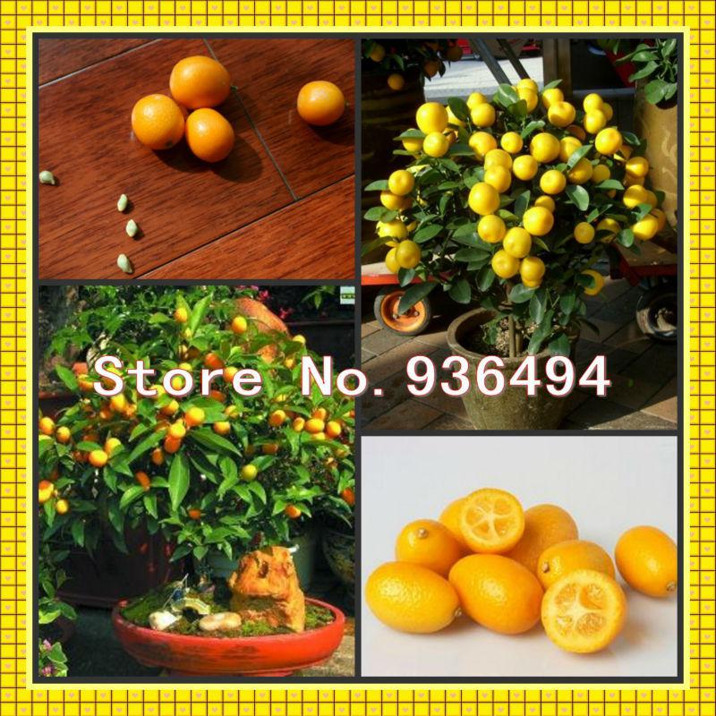 High-grade bonsai trees, 50PC Mini Oscars orange seeds, delicious fruit seeds, little golden orange seeds