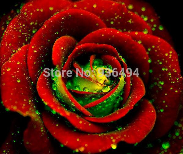 Flower seed, 200 PC German Green heart red roses seed,beautiful bonsai plant