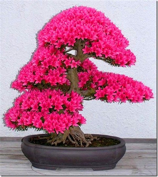 Bonsai Tree japanese sakura seeds 20pcs ,bonsai flower Cherry Blossoms , mini flower seeds