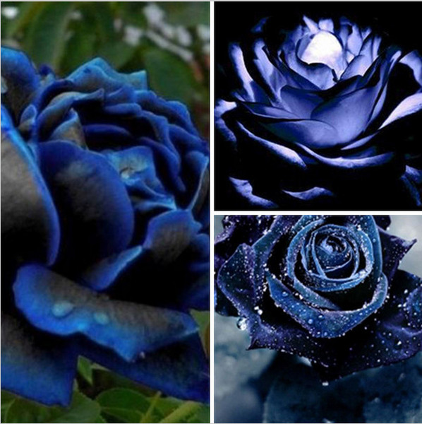 Senior plant seeds, 200 PC blue black rose seed, bonsai flower seeds