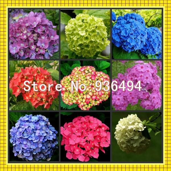 Free shipping, Nine species 180 PC Germany hydrangea seeds, bonsai plants, flower seeds