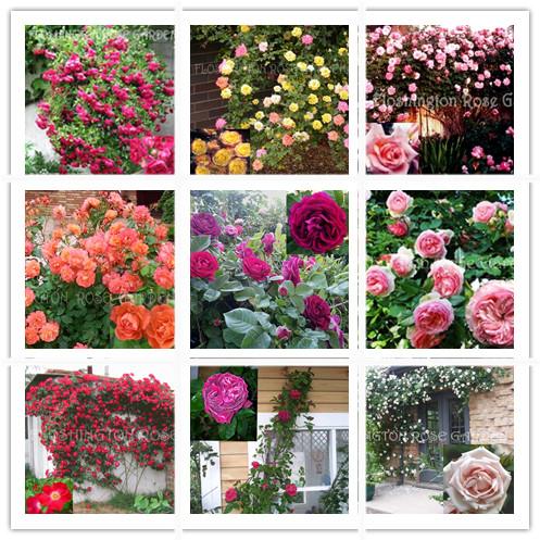 Free shipping climbing rose seeds, pink rose seeds bonsai plants seeds - 200 PCS