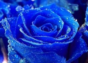 200 PC bonsai blue roses seed, garden plants, free shipping