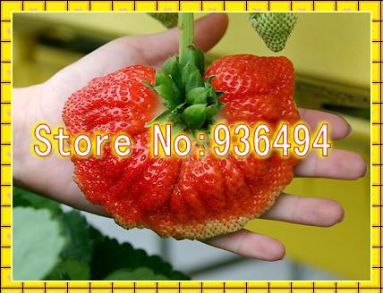 200 PCS Big Palm Strawberry Seeds, very delicious Fruit Seeds, rare Plants in Canada