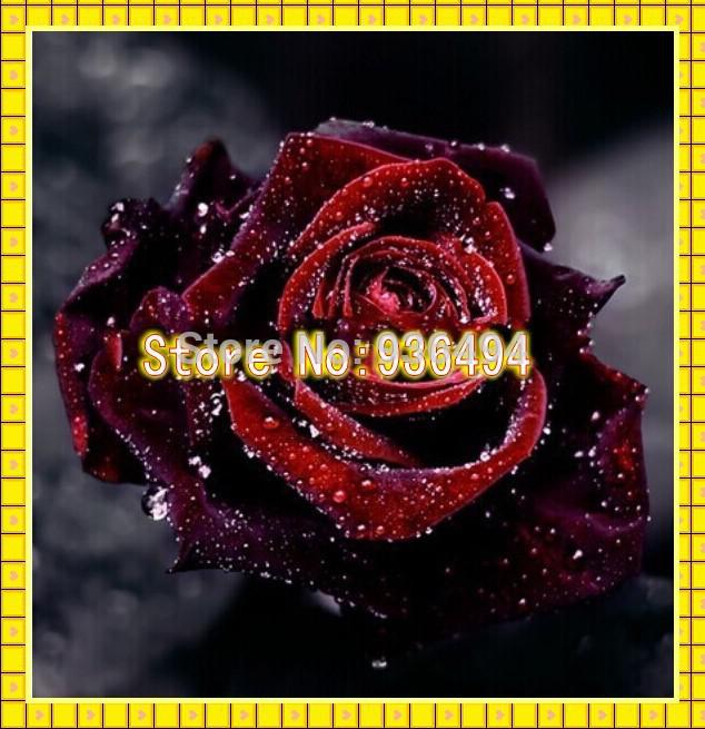 Flower seeds 200 Pcs - Rare TRUE BLOOD BLACK ROSE Seeds- Bonsai Flower Plant Seeds