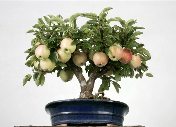 10 PC fruit seed, big apple tree seeds