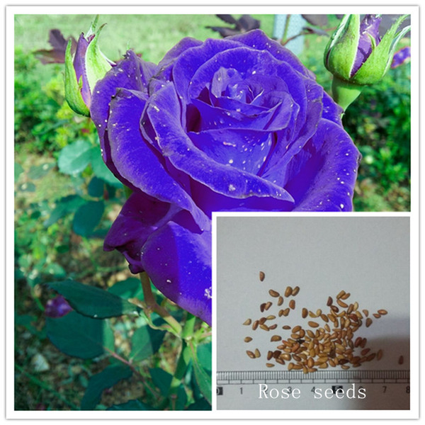 topaz rose from Japan, 200 seeds, garden in Need