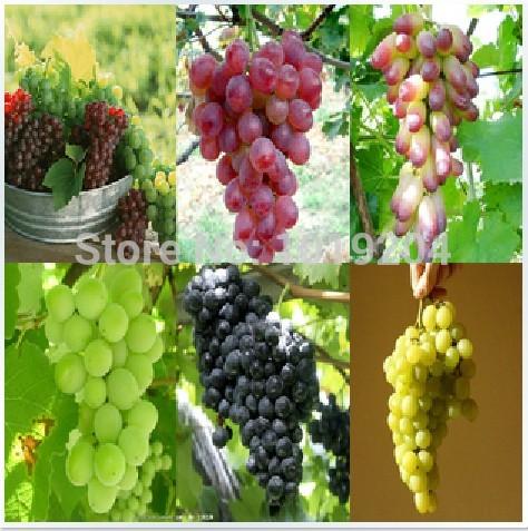 6 varieties grapes (black, purple, yellow, green, red, beauty) 60 grape seeds, plants,tree