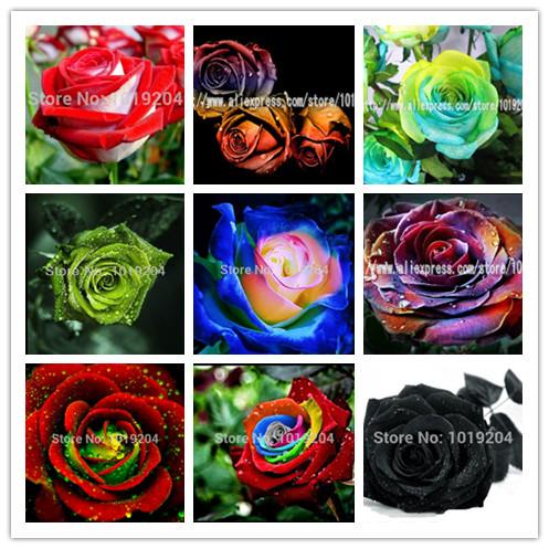 200 PCS Beautiful Flower Rainbow rose seed Rose Seeds Bonsai plant roses