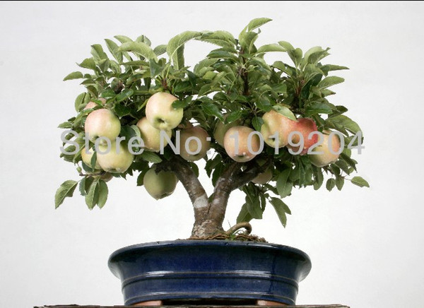 10PC Japanese potted tree seeds, delicious mini apple bonsai tree