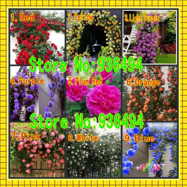 Climbing Plants , Chinese Flower Seeds ,Climbing Roses Seeds 1 Lot 450 Piece , 9 Piece Variety , Each Of Variety 50 PC