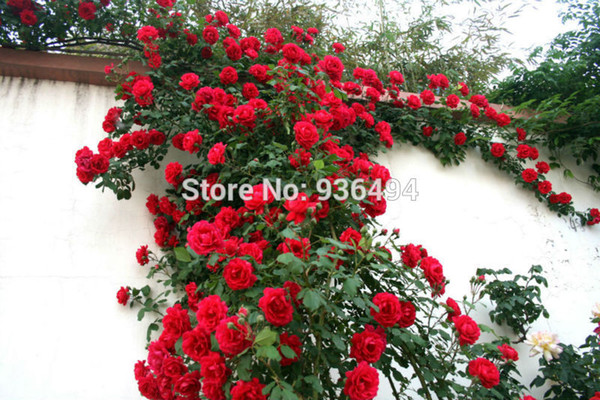 200 PCS red climbing rose seeds, Climbing Plants , Chinese Flower Seeds