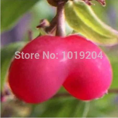 Germany rare onyx potted love cherry tree, delicious cherry seeds a bag of 10 goals, plants and trees
