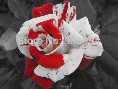 Bonsai seeds, France Bai Yuhong roses seed, 200PC plant flower seeds