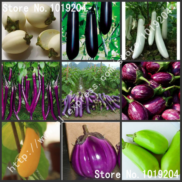 Vegetable seeds, 200 PC of eggplant seeds, black, purple, yellow, green, white eggplant seeds