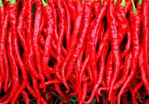 100PC world's hottest red pepper seeds. Organic vegetable seeds