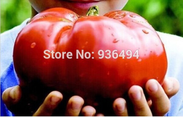 200 PCS big red tomato seeds, potted vegetable seeds