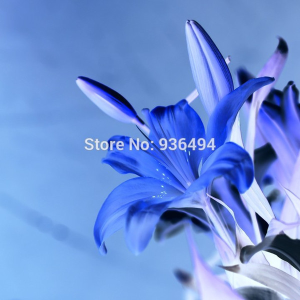 200 PCS sky blue perfume lily seed, bonsai flower seed, the most beautiful plants