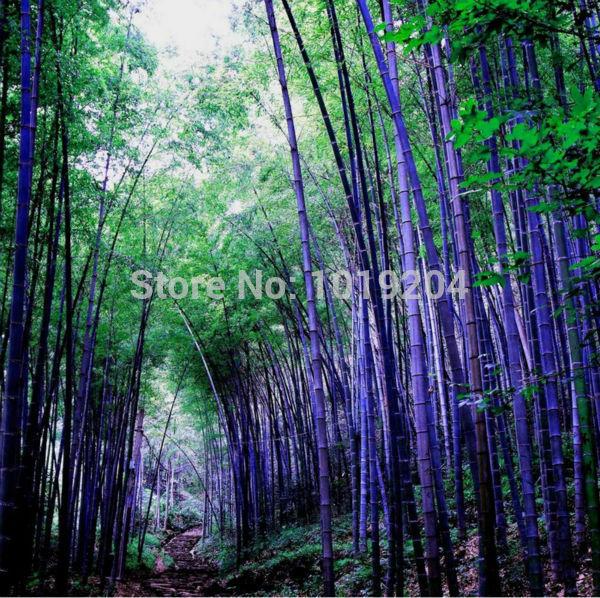 10 PC rare purple bamboo seeds, beautiful bonsai seeds